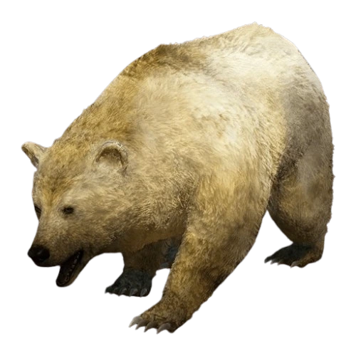 Himalayan Brown Bear